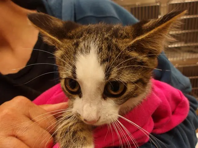 Adoptable Cat