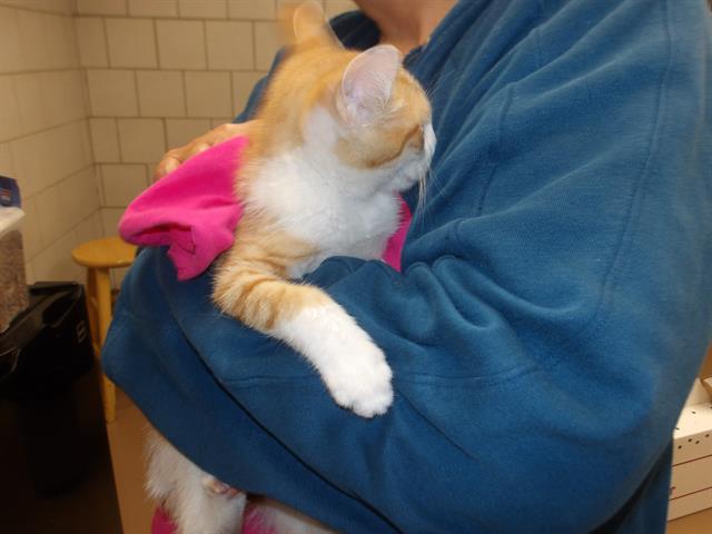 Adoptable Cat