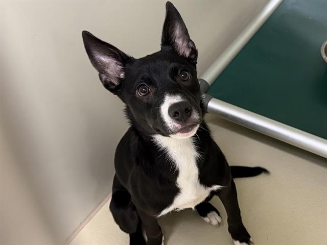 Adoptable Dog
