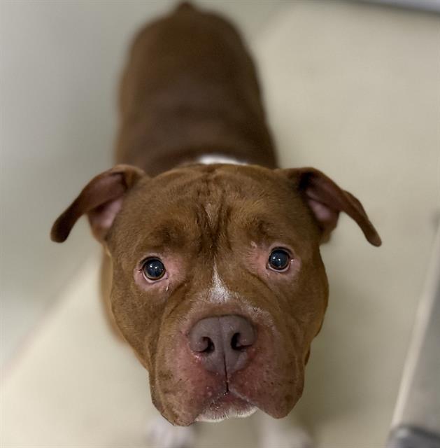 Adoptable Dog