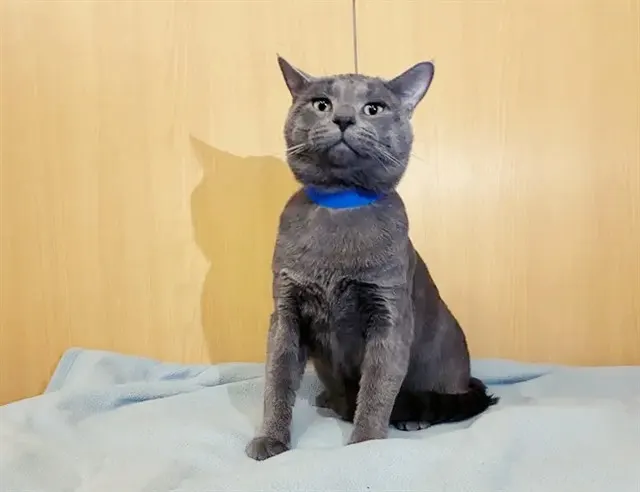 Smokey