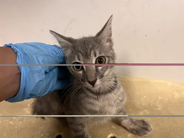 Adoptable Cat