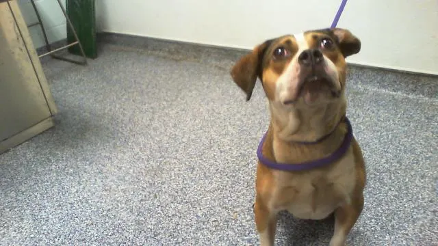 Adoptable Dog
