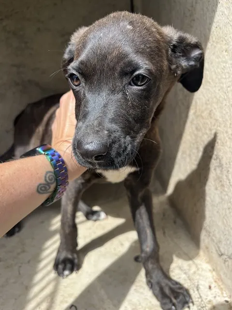 Adoptable Dog
