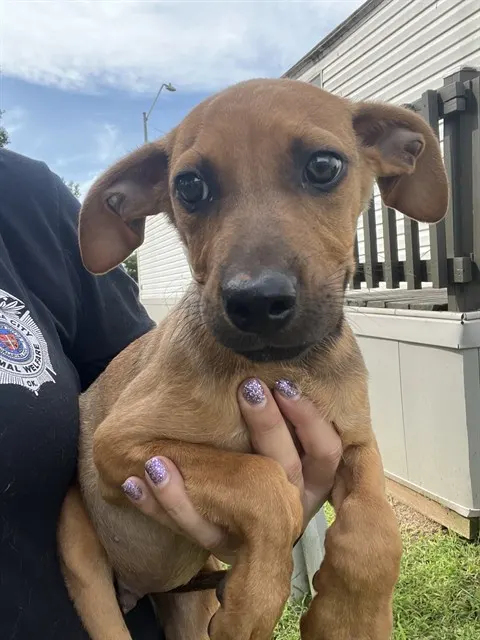 Adoptable Dog