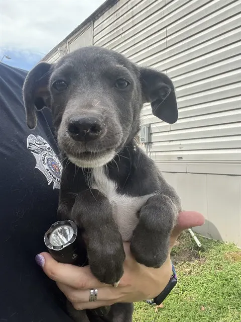 Adoptable Dog