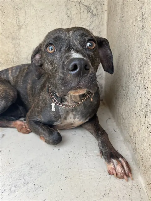 Adoptable Dog