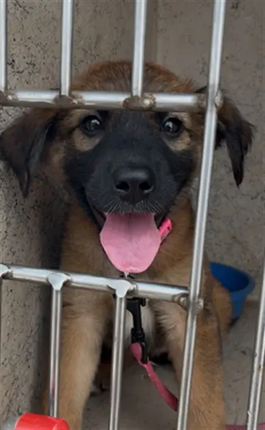 Adoptable Dog