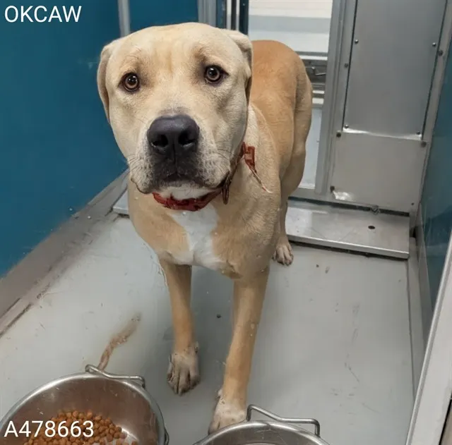 Adoptable Dog