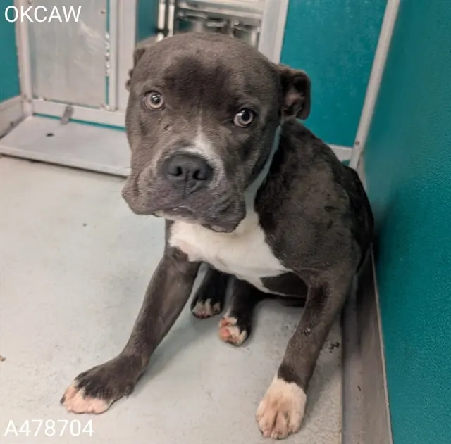 Adoptable Dog