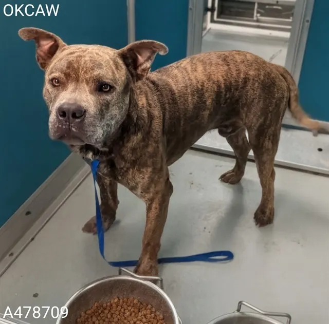 Adoptable Dog