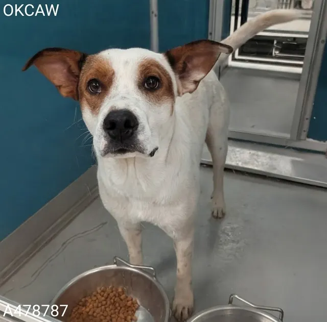 Adoptable Dog
