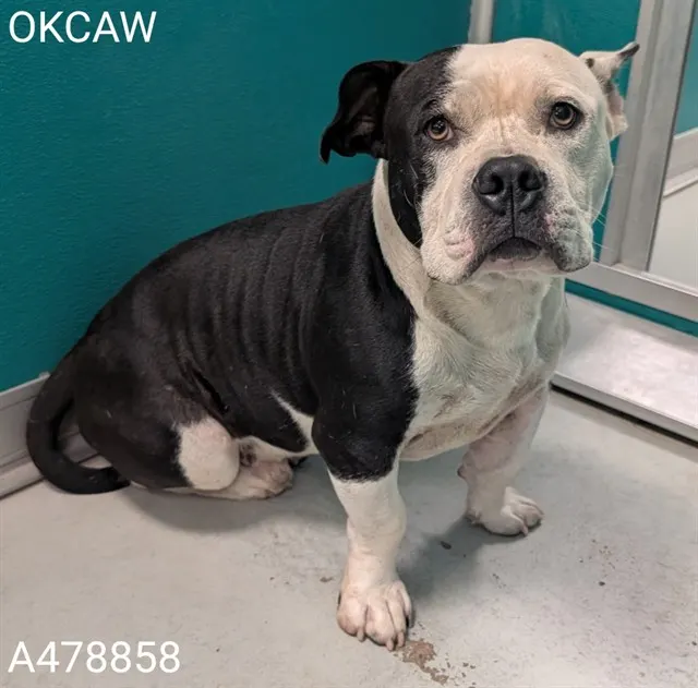 Adoptable Dog