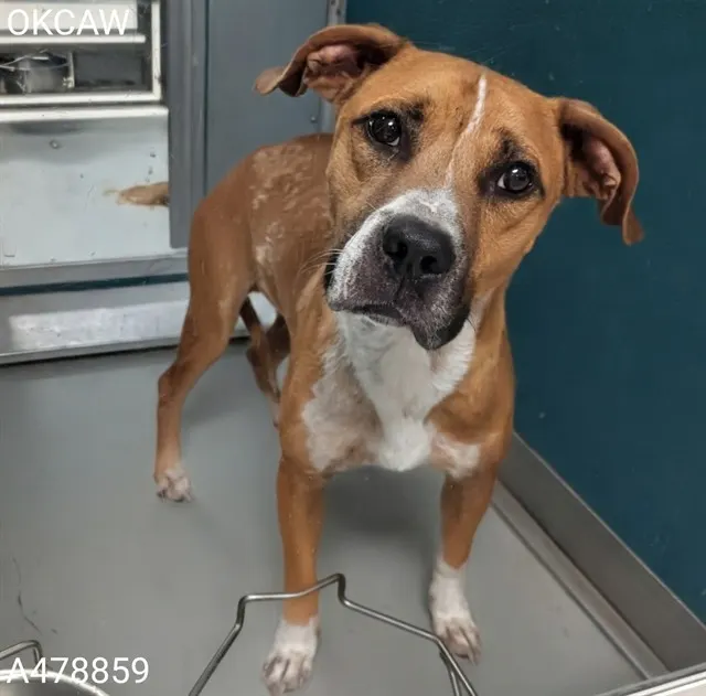 Adoptable Dog