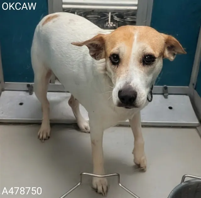 Adoptable Dog