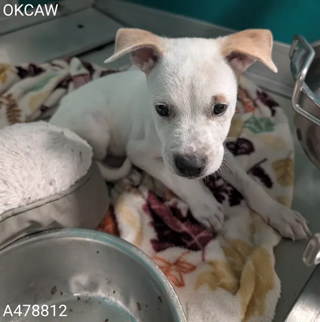 Adoptable Dog
