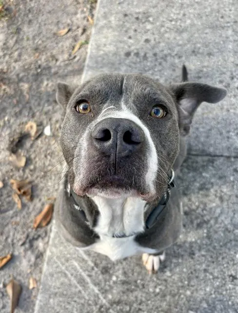 Echo