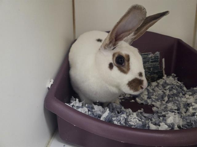Rabbit Downey Jr