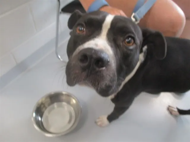 Adoptable Dog