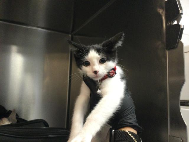 Adoptable Cat