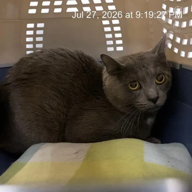 Adoptable Cat