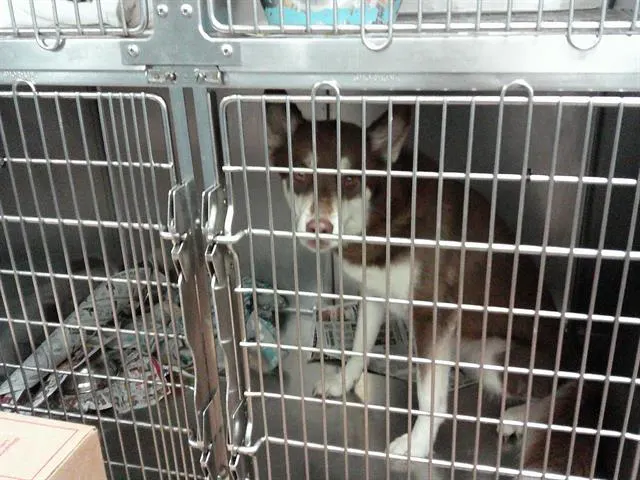 Adoptable Dog