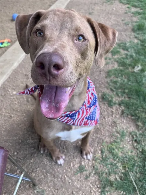 Rascal