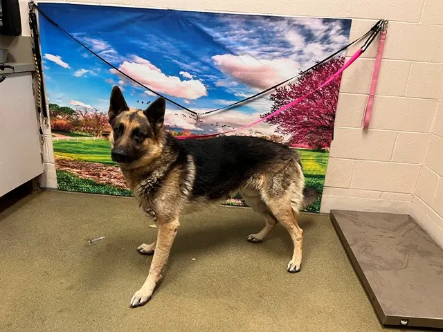 Adoptable Dog