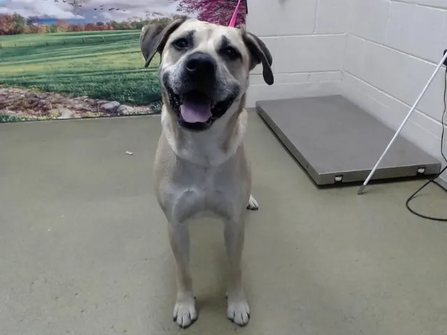 Adoptable Dog