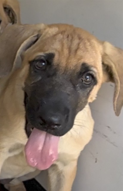 Adoptable Dog