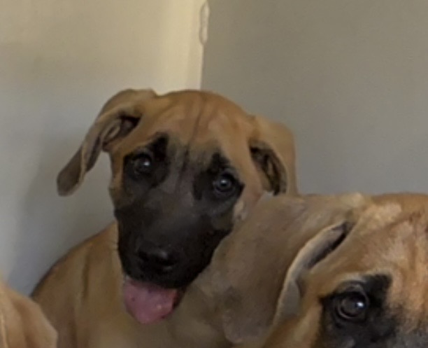 Adoptable Dog