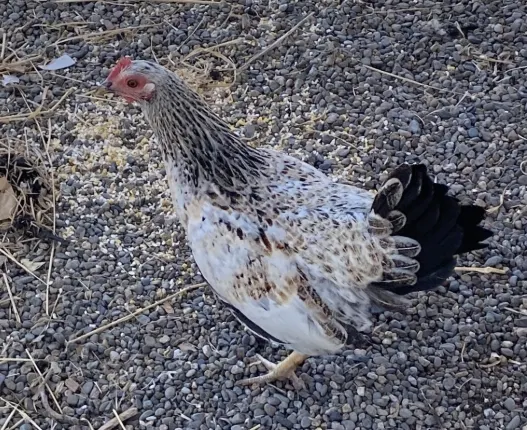 Adoptable Bird