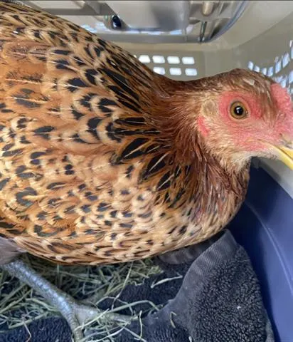 Adoptable Bird