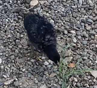 Adoptable pet