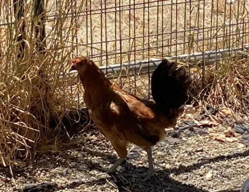 Adoptable Bird