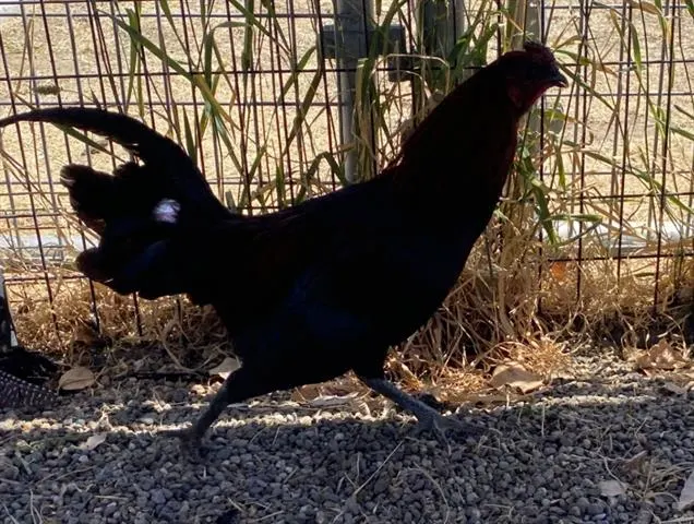 Adoptable pet