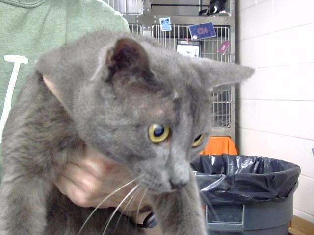 Adoptable Cat