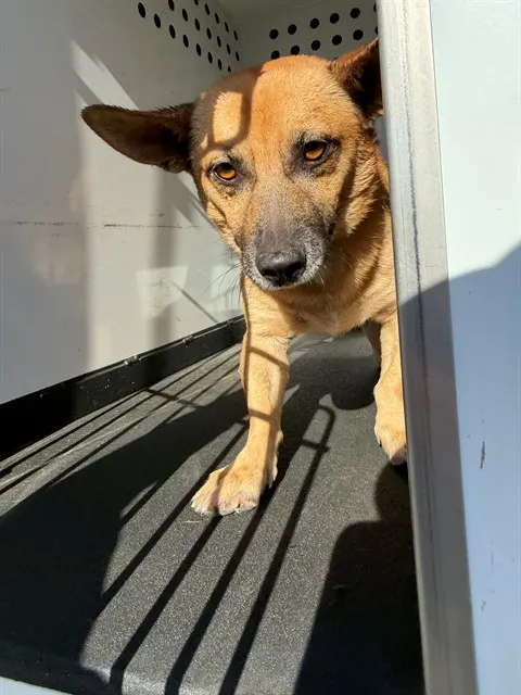 Adoptable Dog