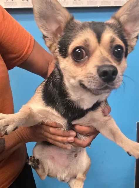Adoptable Dog