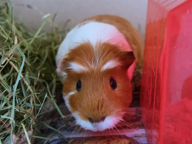 Mr.Squiggles