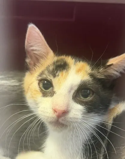 Nova