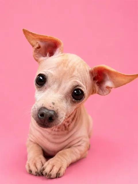 Lolita
