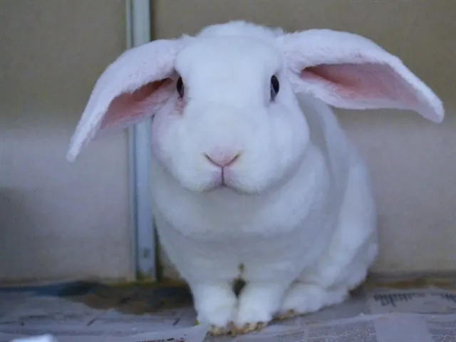 Bun Bun