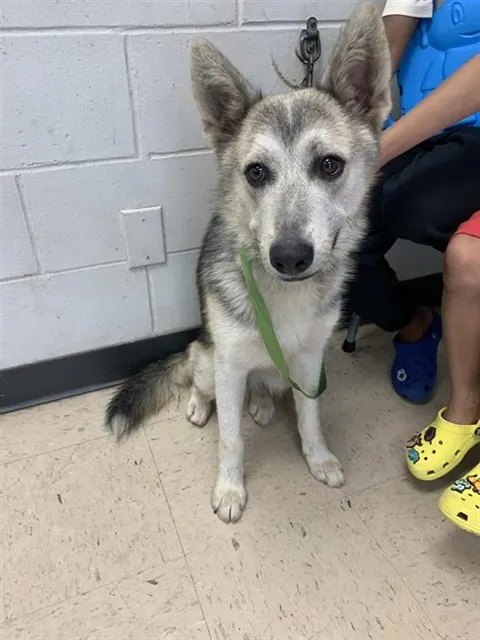 Adoptable Dog