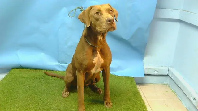 Adoptable Dog