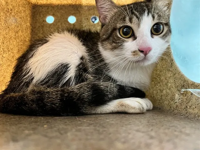 Adoptable Cat