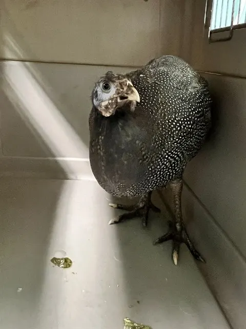 Adoptable Bird