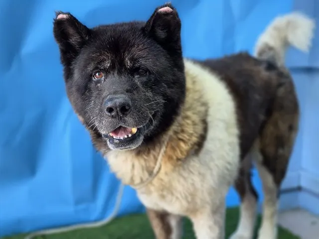 Adoptable Dog