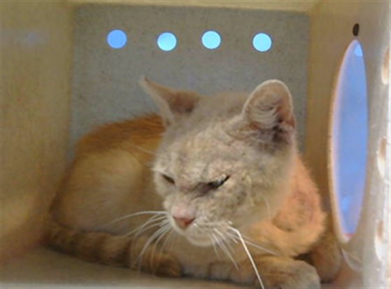 Adoptable Cat