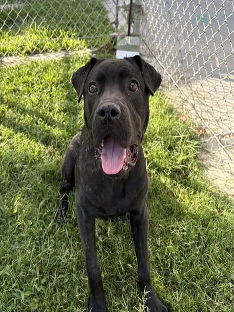 Maggie